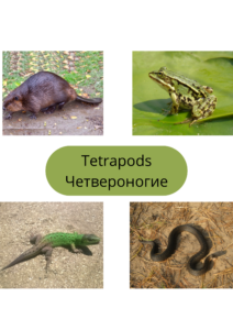 152. Tetrapods (1)